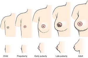 Female Breast Development 